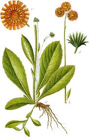 Image result for Hieracium aurantiacum