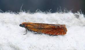 Attēlu rezultāti vaicājumam “Lathronympha strigana”