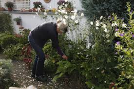 Image result for Anemonenarten