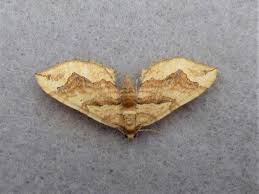 Attēlu rezultāti vaicājumam “Pelurga comitata”