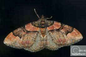 Attēlu rezultāti vaicājumam “Catarhoe rubidata”