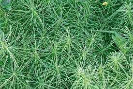 Attēlu rezultāti vaicājumam “Equisetum pratense”