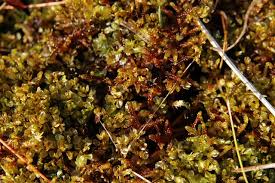 Attēlu rezultāti vaicājumam “Cinclidium stygium”