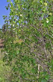 Attēlu rezultāti vaicājumam “Alnus incana leaf”