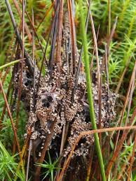 Attēlu rezultāti vaicājumam “Badhamia lilacina macro”