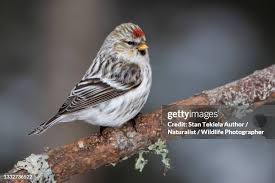 Attēlu rezultāti vaicājumam “Carduelis flammea male”