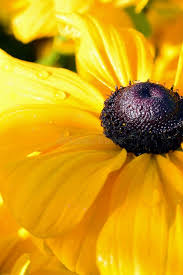 Attēlu rezultāti vaicājumam “Rudbeckia hirta var. pulcherrima flower”