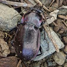Attēlu rezultāti vaicājumam “Carabus nemoralis”