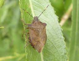 Attēlu rezultāti vaicājumam “Troilus luridus”