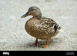 Attēlu rezultāti vaicājumam “Anas platyrhynchos female”