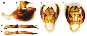 Attēlu rezultāti vaicājumam “Polypogon tentacularius male”