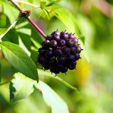 Attēlu rezultāti vaicājumam “Eleutherococcus sessiliflorus”