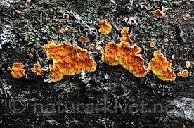 Attēlu rezultāti vaicājumam “Pseudomerulius aureus”