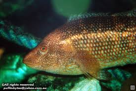 Image result for Labrus bergylta