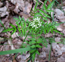 Attēlu rezultāti vaicājumam “Cardamine impatiens leaf”
