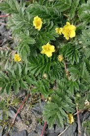 Image result for Potentilla anserina