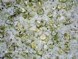 Attēlu rezultāti vaicājumam “Lecanora albella”