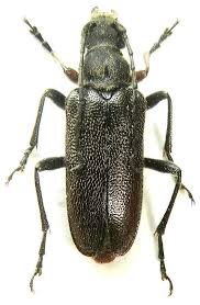 Attēlu rezultāti vaicājumam “Cortodera femorata”