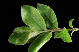 Attēlu rezultāti vaicājumam “Salix cinerea leaf”