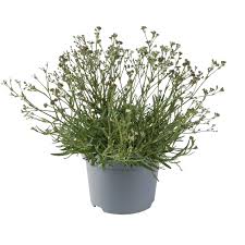 Attēlu rezultāti vaicājumam “Gypsophila fastigiata”