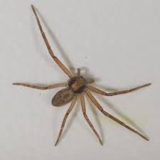 Attēlu rezultāti vaicājumam “Philodromidae”