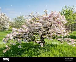 Attēlu rezultāti vaicājumam “Prunus (sakura)”