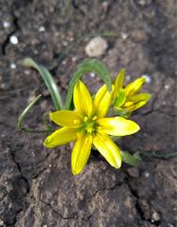 Attēlu rezultāti vaicājumam “Gagea lutea bud”