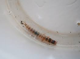 Attēlu rezultāti vaicājumam “Pterostichus sp.”