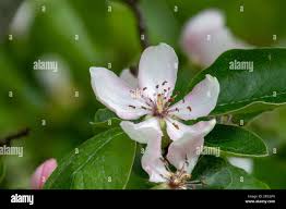 Attēlu rezultāti vaicājumam “Cydonia oblonga flower”