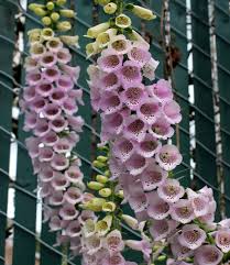 Image result for Digitalis purpurea