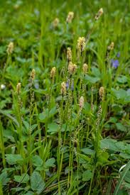 Attēlu rezultāti vaicājumam “Carex acutiformis fruit”