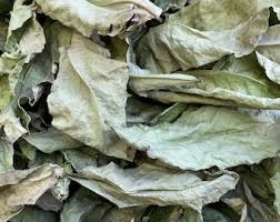 Attēlu rezultāti vaicājumam “Arenaria procera leaf”