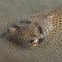 Image result for Himantura uarnak