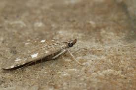 Attēlu rezultāti vaicājumam “Udea olivalis”