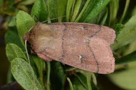 Attēlu rezultāti vaicājumam “Mythimna flammea”