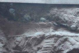 Attēlu rezultāti vaicājumam “Asaphidion pallipes”