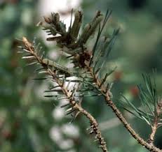 Attēlu rezultāti vaicājumam “Diprion pini female”