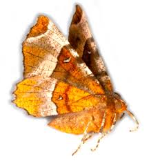 Attēlu rezultāti vaicājumam “Selenia tetralunaria”