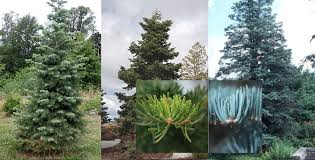 Attēlu rezultāti vaicājumam “Abies”