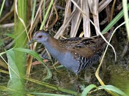 Image result for Porzana pusilla