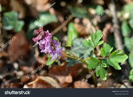 Attēlu rezultāti vaicājumam “Corydalis cava flower”