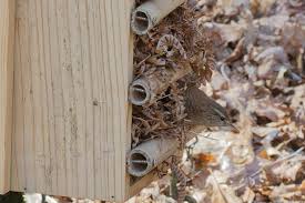 Attēlu rezultāti vaicājumam “Troglodytes troglodytes nest”