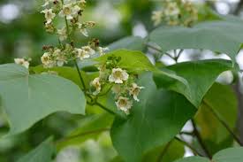 Attēlu rezultāti vaicājumam “Catalpa ovata”