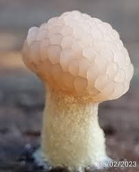 Attēlu rezultāti vaicājumam “Tubifera applanata macro”