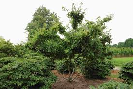 Attēlu rezultāti vaicājumam “Mespilus germanica”