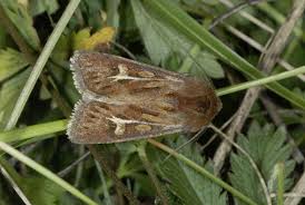 Attēlu rezultāti vaicājumam “Cerapteryx graminis”