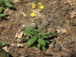 Attēlu rezultāti vaicājumam “Hieracium”