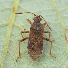 Attēlu rezultāti vaicājumam “Rhopalus maculatus imago”