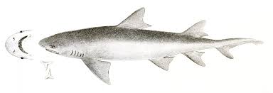 Image result for Paragaleus pectoralis