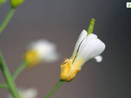 Attēlu rezultāti vaicājumam “Cardaminopsis arenosa bud”